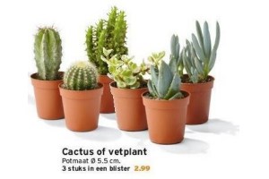 cactus of vetplant