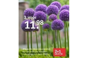 allium bloembollen