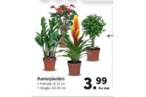 kamerplanten