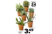 groene plant terracotta pot