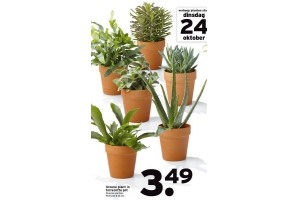 groene plant terracotta pot