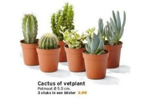 cactus of vetplant