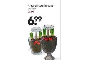 amaryllisbol in vaas