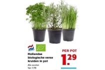 hollandse biologische verse kruiden in pot