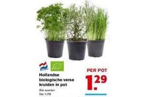 hollandse biologische verse kruiden in pot