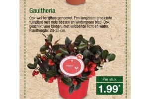 gaultheria