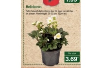 helleborus