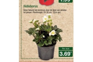 helleborus