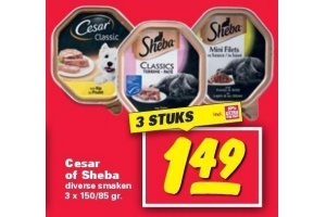 cesar of sheba
