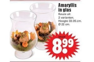 amaryllis in glas