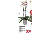 phalaenopsis