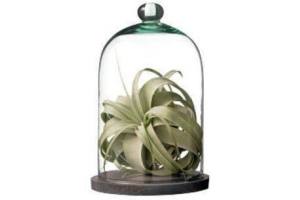 arrangement tillandsia onder glas