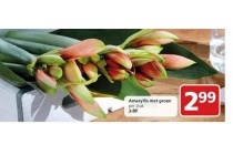 amaryllis met groen