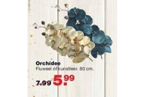 orchidee