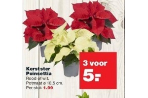 kerstster poinsettia