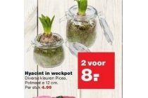 hyacint in weckpot