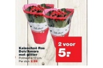 kalanchoe ros dolc amore met glitter