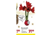 wax amaryllis