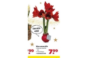 wax amaryllis