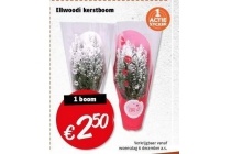 ellwoodi kerstboom