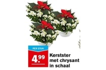 kerstster met chrysant in schaal