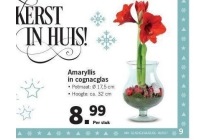 amaryllis in cognacglas