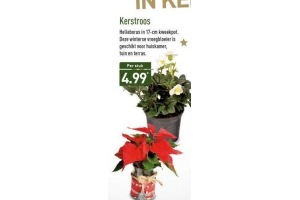 kerstboom