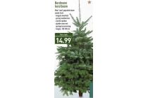 nordmann kerstboom