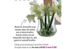 amaryllis