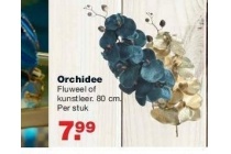 orchidee