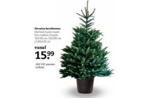 omorica kerstbomen