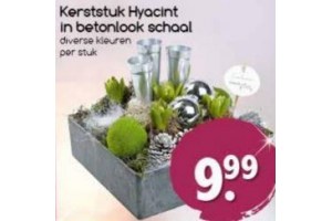 kerststuk hyacint in betonlook schaal