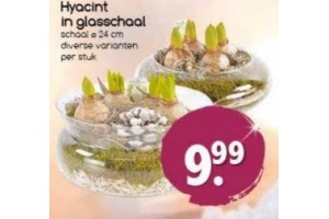 hyacint in glasschaal