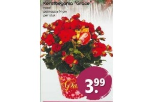 kerstbegonia grace