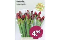 amaryllis