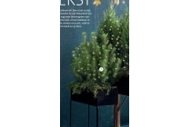 juniperus kerstboom