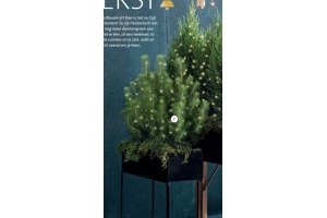 juniperus kerstboom