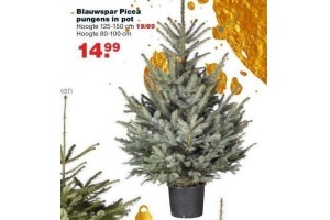 blauwspar picea pungens in pot