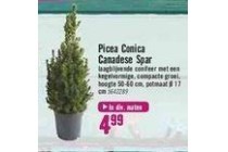 picea conica canadese spar