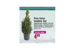 picea conica canadese spar