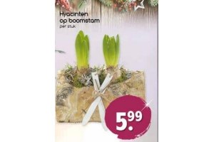 hyacinten op boomstam