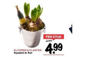 hyacint in pot