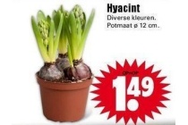 hyacint