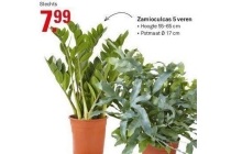 zamioculcas 5 veren