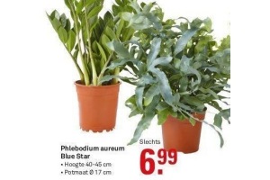 phlebodium aureum blue star