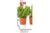 asplenium crispy wave