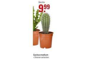 cactus medium