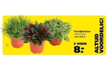 trendplanten