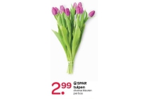 spar tulpen