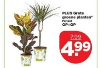 plus grote groene planten